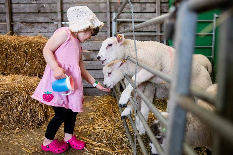 Animal Experiences at Hogshaw Farm