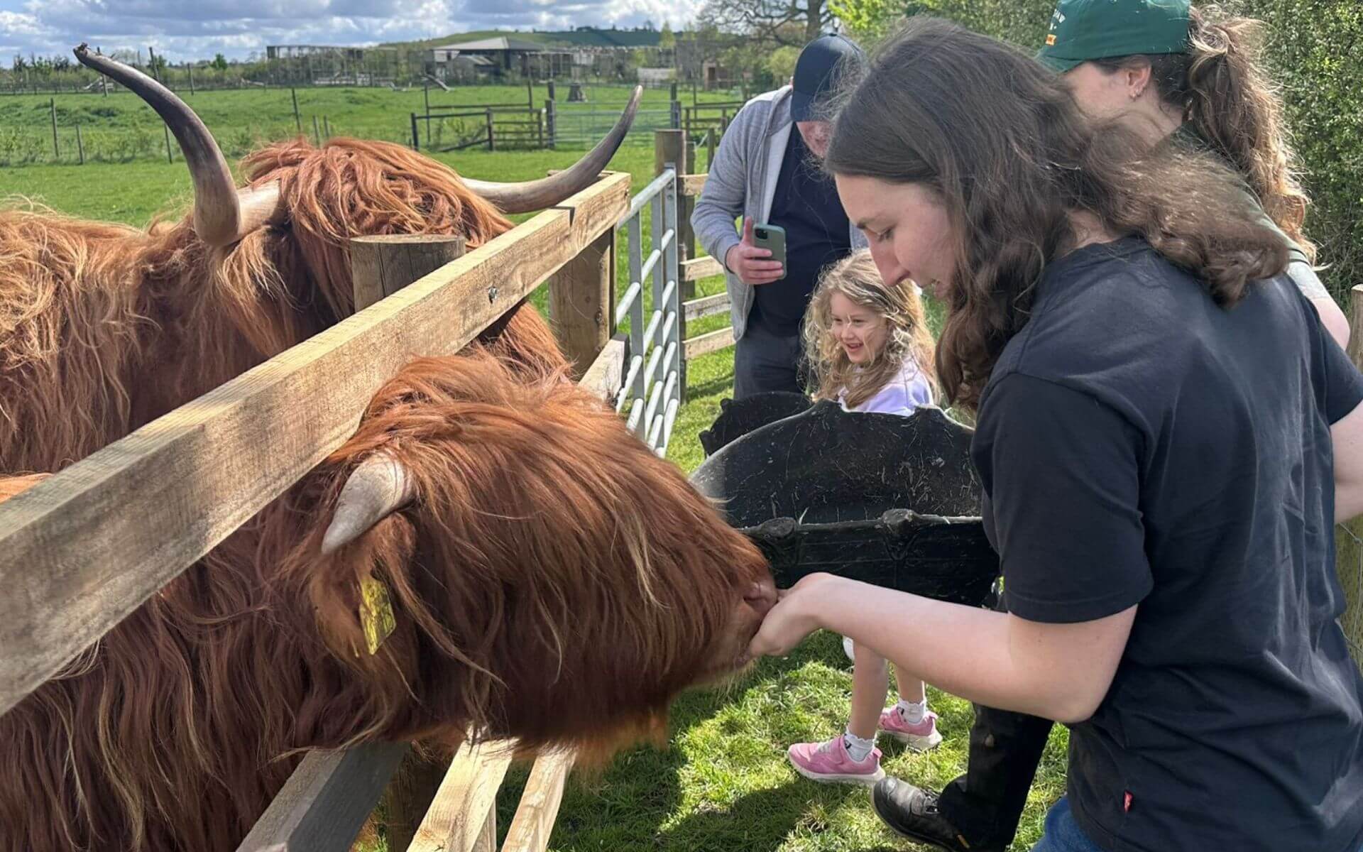 Highland Cow Experience in Buckinghamshire